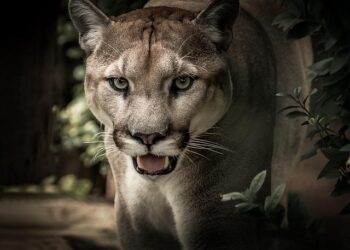 Inventory clean-up helps Puma beat first-quarter expectations – Reuters