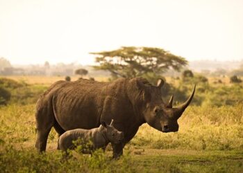 Explore Nairobi, its European heritage, and the problems it faces in accommodating a growing population – Britannica