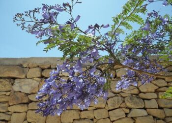 Spring 2026 in Mexico City: Enchanting Jacaranda Blooms Transform Paseo de la Reforma into a Dreamlike Urban Paradise for Travelers! – Travel And Tour World