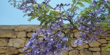 Spring 2026 in Mexico City: Enchanting Jacaranda Blooms Transform Paseo de la Reforma into a Dreamlike Urban Paradise for Travelers! – Travel And Tour World