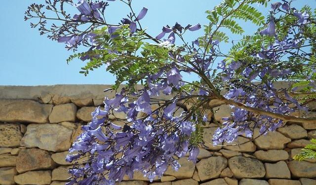 Spring 2026 in Mexico City: Enchanting Jacaranda Blooms Transform Paseo de la Reforma into a Dreamlike Urban Paradise for Travelers! – Travel And Tour World