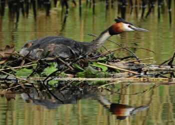 On Global Big Day, Colombia’s birders aim to keep the country perched atop the world’s leaderboard – The Bogotá Post