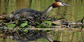 On Global Big Day, Colombia’s birders aim to keep the country perched atop the world’s leaderboard – The Bogotá Post