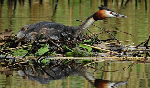 On Global Big Day, Colombia’s birders aim to keep the country perched atop the world’s leaderboard – The Bogotá Post