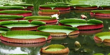 Lilly unveils $3 billion production expansion in China – BioPharma Dive