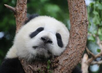 Giant pandas make public debut in Harbin – news.cgtn.com