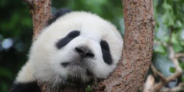 Giant pandas make public debut in Harbin – news.cgtn.com