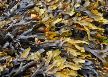 Sci-tech backyard helps promote transformation of seaweed industry, rural revitalization in E China’s Zhejiang – People’s Daily Online