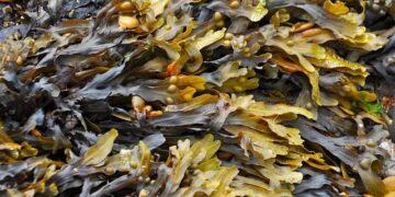 Sci-tech backyard helps promote transformation of seaweed industry, rural revitalization in E China’s Zhejiang – People’s Daily Online