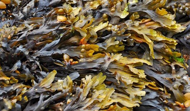 Sci-tech backyard helps promote transformation of seaweed industry, rural revitalization in E China’s Zhejiang – People’s Daily Online