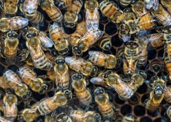 HIVE’s BUZZ HPC Announces 320 MW Sovereign AI Infrastructure in Greater Toronto Area – HIVE Digital Technologies Ltd