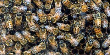 HIVE’s BUZZ HPC Announces 320 MW Sovereign AI Infrastructure in Greater Toronto Area – HIVE Digital Technologies Ltd