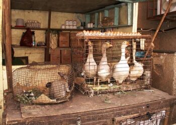 Exploring the informal plastic waste recycling industry in Yaounde, Cameroon – Global Voices