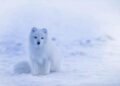 New express via Arctic to enhance ties with Europe – China Daily – Global Edition