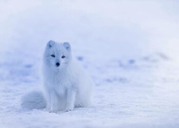 New express via Arctic to enhance ties with Europe – China Daily – Global Edition
