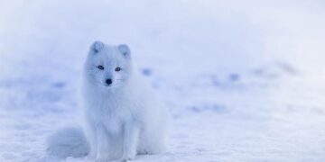 New express via Arctic to enhance ties with Europe – China Daily – Global Edition