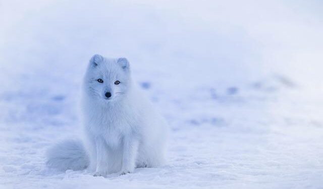 New express via Arctic to enhance ties with Europe – China Daily – Global Edition