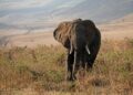 Tanzania spotlights fiscal reforms, economic resilience at AfDB meeting – The BizLens
