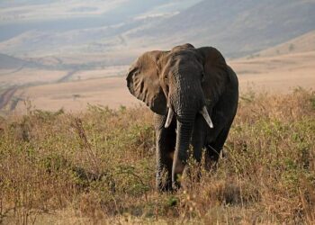 Tanzania spotlights fiscal reforms, economic resilience at AfDB meeting – The BizLens