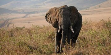 Tanzania spotlights fiscal reforms, economic resilience at AfDB meeting – The BizLens