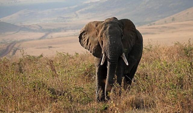 Tanzania spotlights fiscal reforms, economic resilience at AfDB meeting – The BizLens