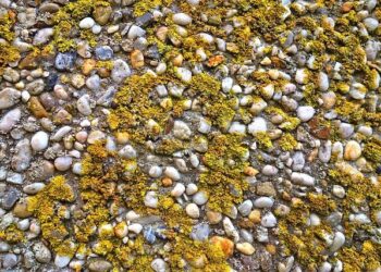 Genetic engineering of cyanobacteria for the production of sulfated polysaccharide – EurekAlert!