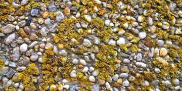 Genetic engineering of cyanobacteria for the production of sulfated polysaccharide – EurekAlert!