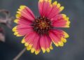 4 Indian Gardeners Whose Terraces Are Cooling Their Homes, From Pune to Delhi to Bhubaneswar – The Better India
