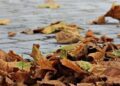 Autumn scenery in Xi’an, NW China’s Shaanxi – English.gov.cn