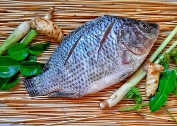 Financial institutions commit to financing the tilapia sector in Ivory Coast – Food and Agriculture Organization