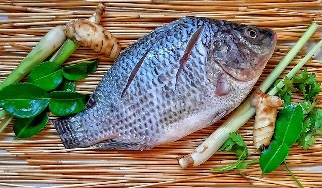 Financial institutions commit to financing the tilapia sector in Ivory Coast – Food and Agriculture Organization
