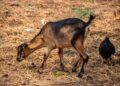 From Virunga to Kinshasa, the DRC embarks on a bold conservation gamble – news – Mongabay