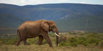 African Tourism Investment: Nigeria Now Positions Lagos and Abuja as Global Destinations, Get the Details Here – Travel And Tour World