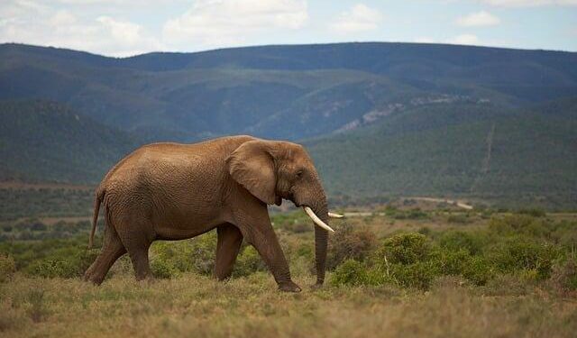 African Tourism Investment: Nigeria Now Positions Lagos and Abuja as Global Destinations, Get the Details Here – Travel And Tour World