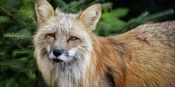 Vocal creature — from lands of kung fu masters — found as new species in China – Miami Herald