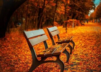 Autumn scenery in Xi’an, NW China’s Shaanxi – People’s Daily Online