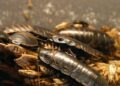 India’s viral Cockroach Party launches nationwide youth protests – WRAL