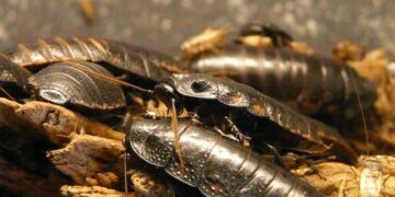 India’s viral Cockroach Party launches nationwide youth protests – WRAL