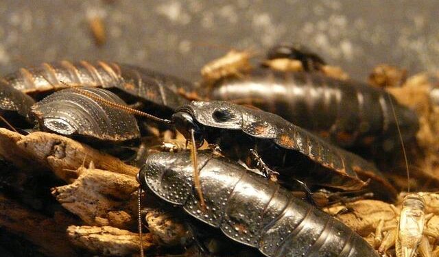 India’s viral Cockroach Party launches nationwide youth protests – WRAL