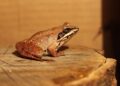 Leapfrogging Ahead: Chinese Scientists Discover New Frog Species – Sixth Tone