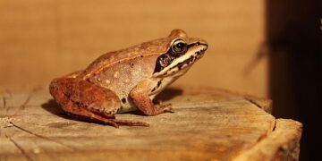 Leapfrogging Ahead: Chinese Scientists Discover New Frog Species – Sixth Tone