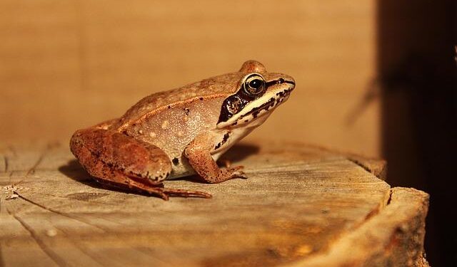 Leapfrogging Ahead: Chinese Scientists Discover New Frog Species – Sixth Tone