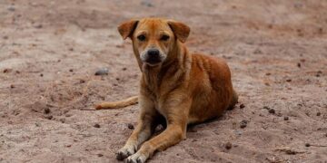 Abandoned dogs in Ethiopia’s capital get little care. A woman wants to change that – AP News