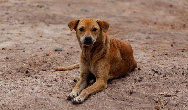 Abandoned dogs in Ethiopia’s capital get little care. A woman wants to change that – AP News