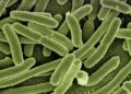 Genomic profiling of extended-spectrum beta-lactamase-producing Escherichia coli isolated from poultry and poultry farm workers in Accra, Ghana – Nature