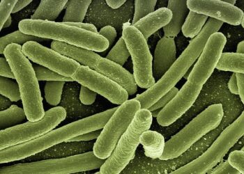 Genomic profiling of extended-spectrum beta-lactamase-producing Escherichia coli isolated from poultry and poultry farm workers in Accra, Ghana – Nature