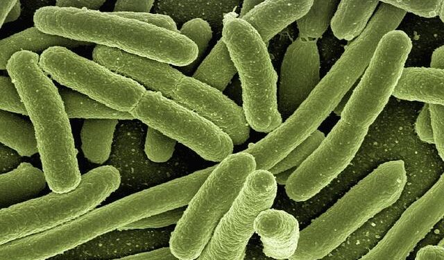 Genomic profiling of extended-spectrum beta-lactamase-producing Escherichia coli isolated from poultry and poultry farm workers in Accra, Ghana – Nature