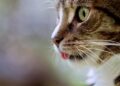 Cat-astrophic: Rising stray population bugs Jakarta – Inquirer.net