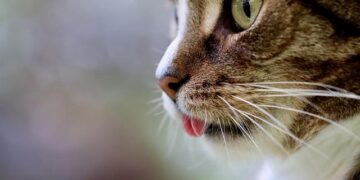 Cat-astrophic: Rising stray population bugs Jakarta – Inquirer.net