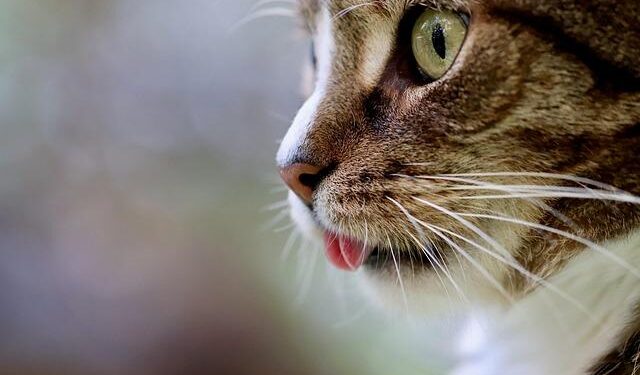 Cat-astrophic: Rising stray population bugs Jakarta – Inquirer.net